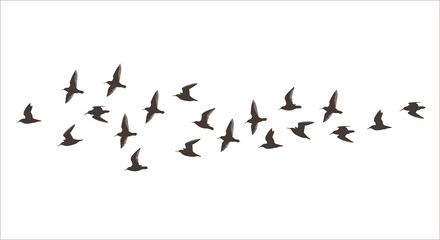 Vector silhouette a flock of small flying birds