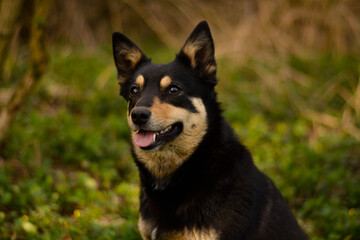 Beautiful young pure breed australian kelpie dog portrait in the forest, nature, morning, green, black and tan working breed