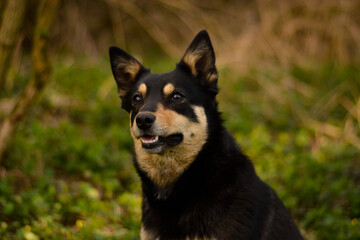 Naklejka na ściany i meble Beautiful young pure breed australian kelpie dog portrait in the forest, nature, morning, smile, green, black and tan working breed