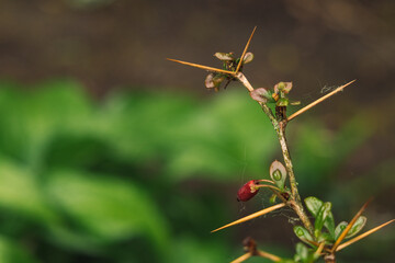 macro nature barbed plant with crowns and small leaves in morning wet time with dew blurred background space