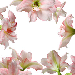 Obraz na płótnie Canvas Spring pink flowers frame Beauty Barbados lily isolated on white