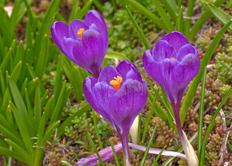 Three bright purple crocus bulbs with some succulents in the background as well.  Background intentionally blurred for artistic effect.  Early spring landscape.