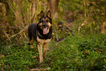 Naklejka na ściany i meble Beautiful german shepherd posing in the forest. nature happy dog