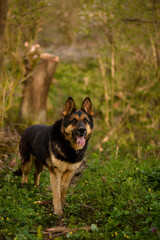 Beautiful german shepherd posing in the forest. nature happy dog