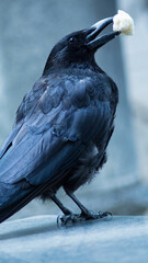 Repas de corbeau