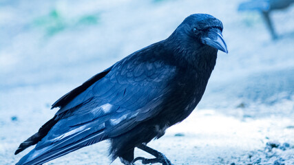Corbeau noir