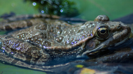 Grenouille marron