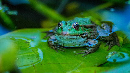Grenouille verte