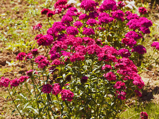 (Dianthus barbatus) Plate-bandes d'oeillet des poètes aux petites fleurs rouge