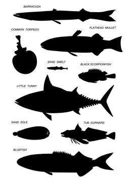 Different sea fish. Black silhouette vector illustratuin collection.