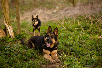 Beautiful german shepherd posing in the forest with young australian kelpie dog. nature happy dog