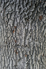 Texture of tree bark. Black wood.
