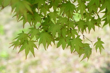 green leaves background