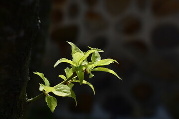 green leaves in the morning sun