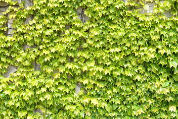 Fototapeta na wymiar ivy green leaves background