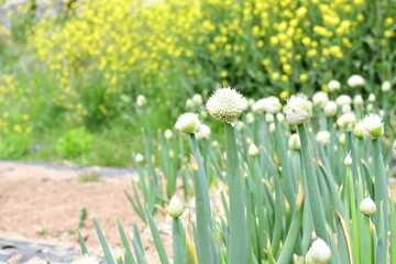 a green onion flower