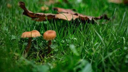 Champignon d'automne