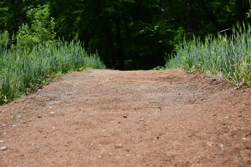 footpath in the woods