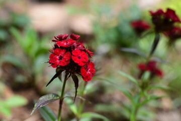 china pink red flowers in the garden