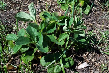 Strawberry bush. Photo for the design of garden booklets.