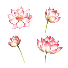 Set with flowers lotus. Hand draw watercolor illustration
