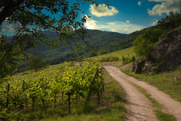 Naklejka premium Auf dem Kandelberg bei Andlau im Elsass