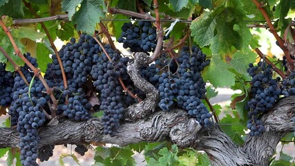 Long shot of machine picking during harvest in a Santa Ynez Valley AVA vineyard of California