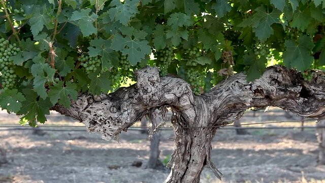 The weathered trunk of a mature grape vine in the Santa Ynez Valley AVA of California.