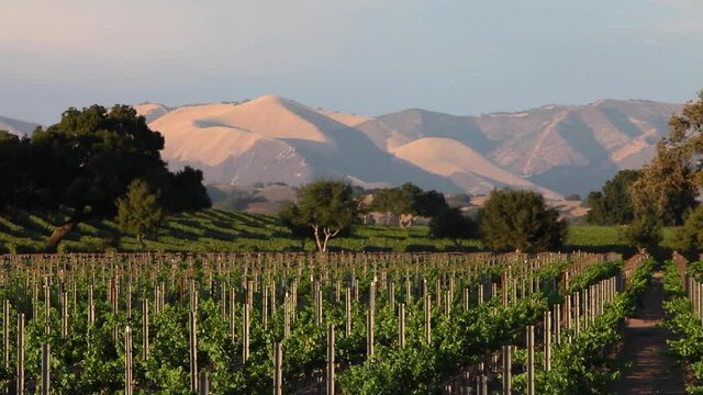 Magic hour light on a beautiful hill and vineyard in the Santa Ynez Valley AVA of California&rsquo;s.