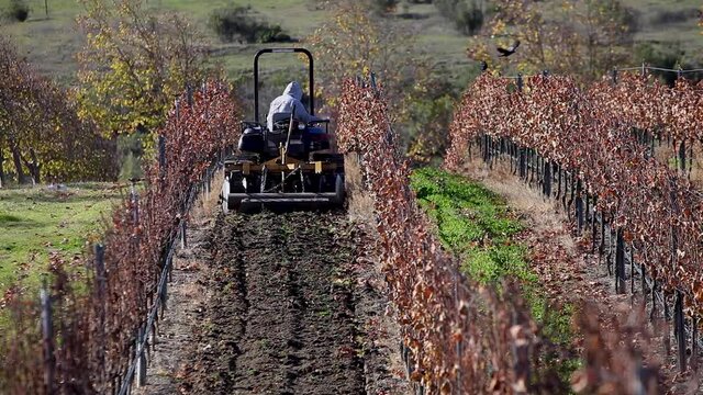 An agricultural worker drives a tractor with a disc in a California vineyard