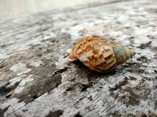 snail on a wooden background