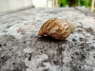 snail on a wooden background
