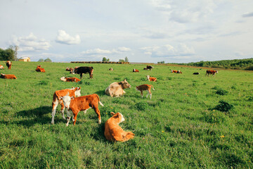 Fototapeta premium small calf and a cow graze on a green meadow in summer