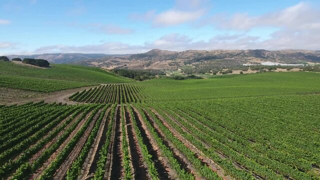 Beautiful aerial of hilly vineyards in the grape growing region of California&rsquo;s santa rita appellation