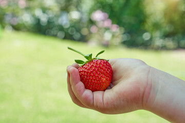 Four year old girl holds a strawberry in her hand