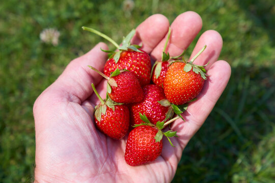 seven freshly picked ripe strawberries in a hand