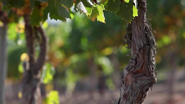 The weathered trunk of a mature grape vine in the Santa Ynez Valley AVA of California.