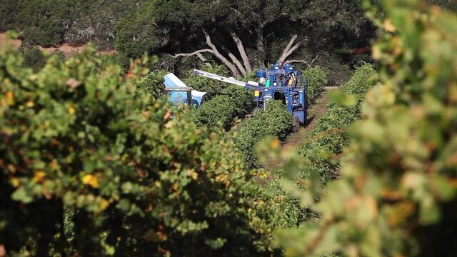 Machine picking tractors during harvest in a Santa Ynez Valley AVA vineyard of California