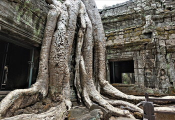 Mystical ruins of the famous Ta Prohm temple. On an ancient stone building there are traces of damage, dilapidated bas-reliefs. An old tree grows on the temple and entangles it with gigantic roots.