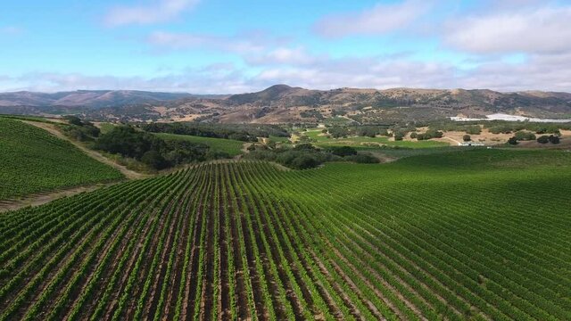 Beautiful aerial of hilly vineyards in the grape growing region of California&rsquo;s santa rita appellation