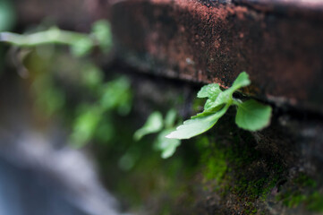 water drops on a leaf