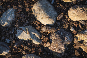 Cobblestone ground path with boulders and cork bark