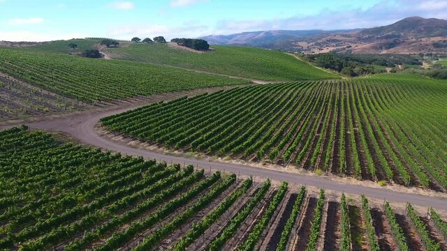 Beautiful aerial of hilly vineyards in the grape growing region of California&rsquo;s santa rita appellation