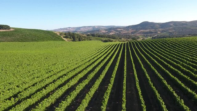 Beautiful aerial of hilly vineyards in the grape growing region of California&rsquo;s santa rita appellation