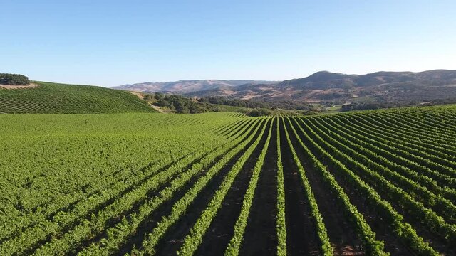 Beautiful aerial of hilly vineyards in the grape growing region of California&rsquo;s santa rita appellation