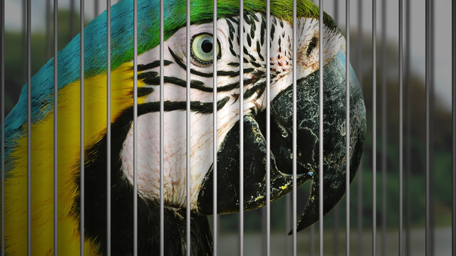 Wildlife trafficking concept. Wild macaw being captured in a cage of an illegal wildlife trade.