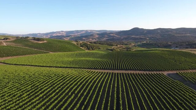 Beautiful aerial of hilly vineyards in the grape growing region of California&rsquo;s santa rita appellation