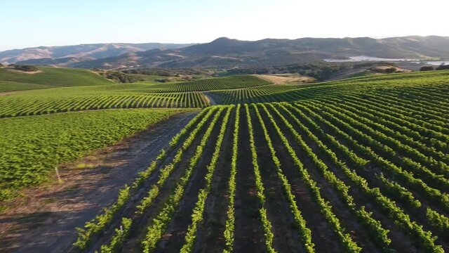 Beautiful aerial of hilly vineyards in the grape growing region of California&rsquo;s santa rita appellation