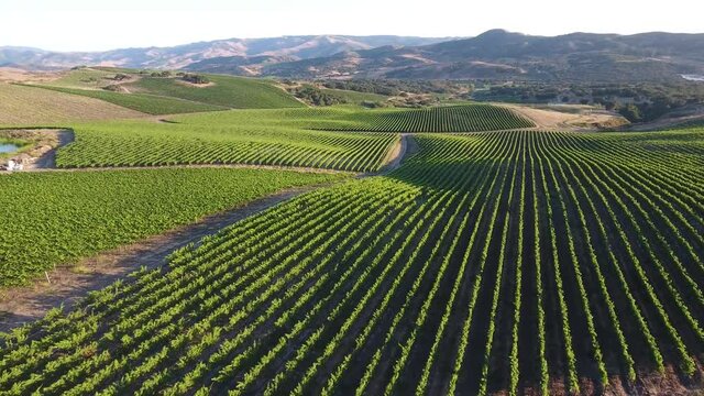 Beautiful aerial of hilly vineyards in the grape growing region of California&rsquo;s santa rita appellation