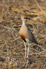 Temminck's courser (Cursorius temminckii) standing in the grass in Kruger National Park, South Africa